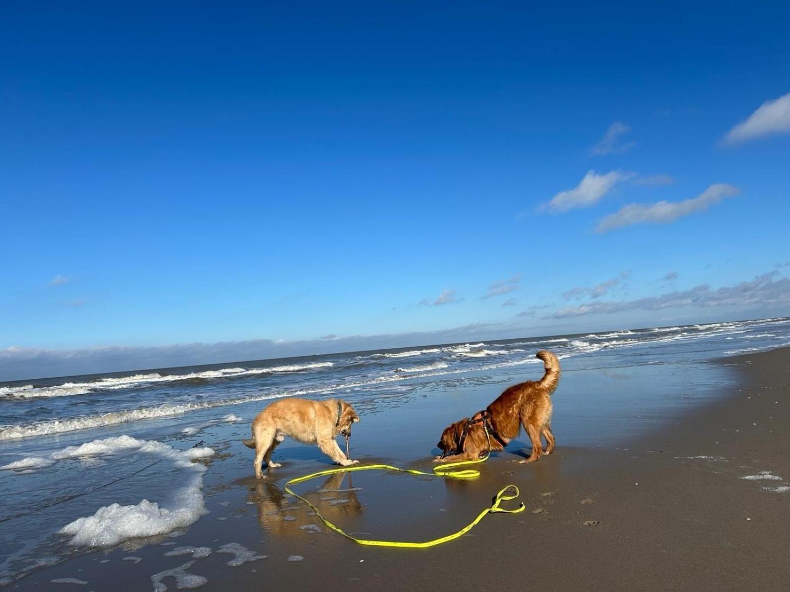 N 9Strandnahes, Hunde-Familienfreundliches Ferienhaus Callantsoog Buitenkant foto