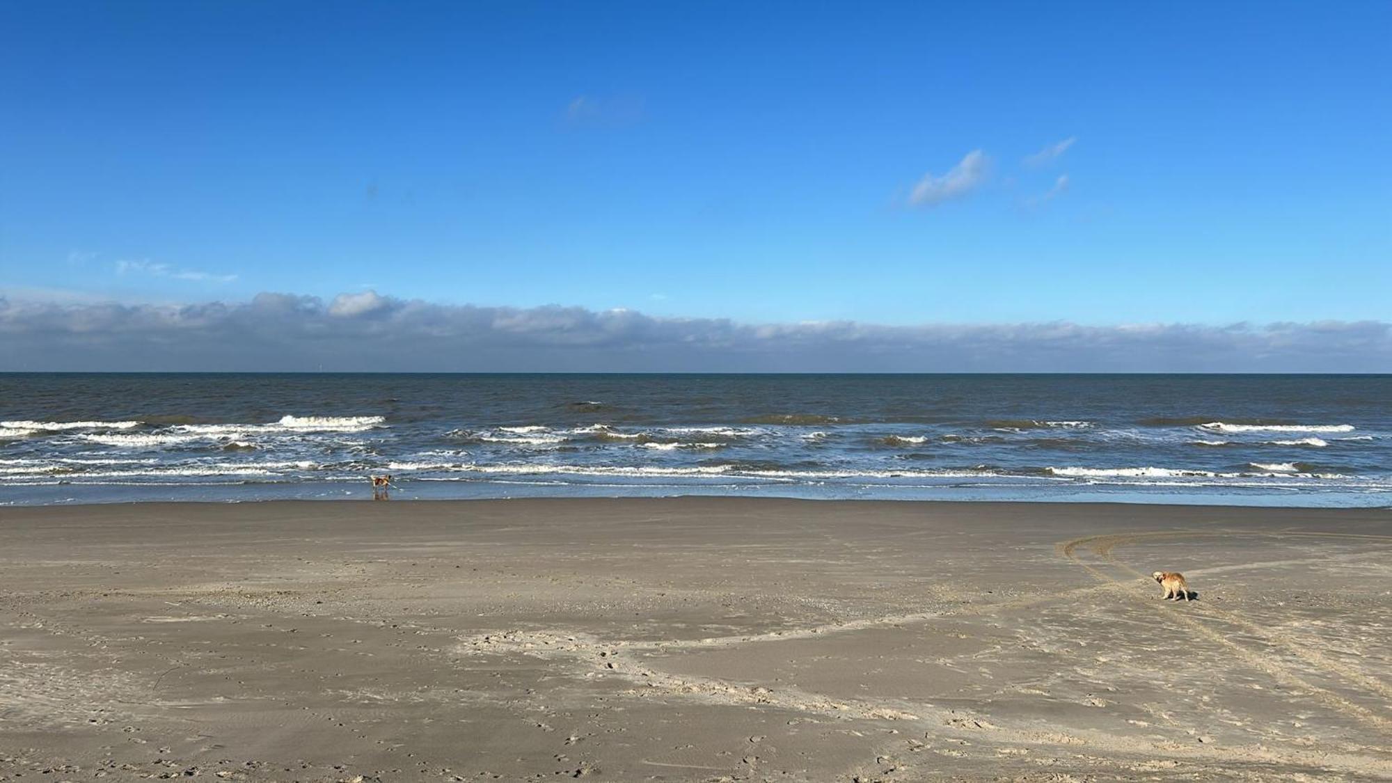 N 9Strandnahes, Hunde-Familienfreundliches Ferienhaus Callantsoog Buitenkant foto